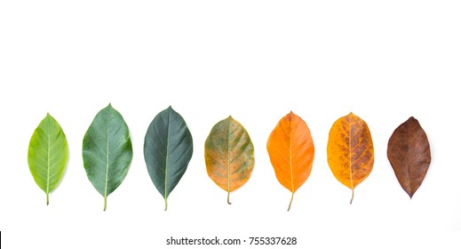 177-682-different-colors-of-leaves-images-stock-photos-vectors