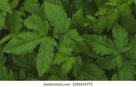 Close-up of the leaves of filipendula ulmaria