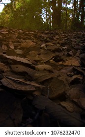 Closeup Of Leaves In A Forest Flor 