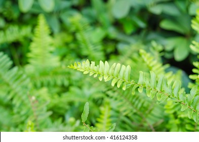 Closeup Leaves Of Green Fern, Pteridophyta