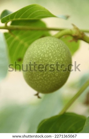 Close-up of leaves on a tree branch and an unripe green walnut in daylight. Walnuts are unripe walnuts that are harvested before the shells form inside.