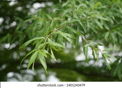 Close-up Of The Leaves On A Willow Oak Branch; Harrisonburg, VA, USA