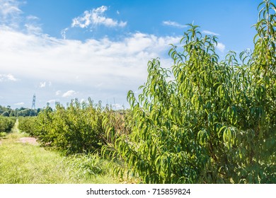 Closeup Of The Leaves Of A Peach Tree In A Field In Rural Upstate South Carolina.