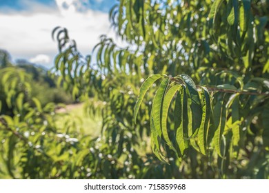 Closeup Of The Leaves Of A Peach Tree In A Field In Rural Upstate South Carolina.