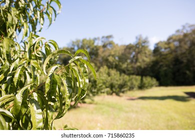 Closeup Of The Leaves Of A Peach Tree In A Field In Rural Upstate South Carolina.