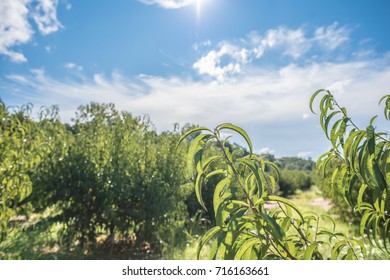 Closeup Of The Leaves Of A Peach Tree In A Field In Rural Upstate South Carolina.