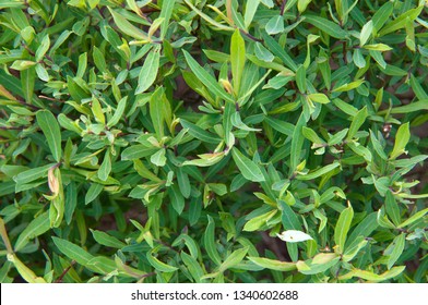 Close-up Of The Leaves Of Purple Willow 'Nana' (salix Purpurea 'Nana')