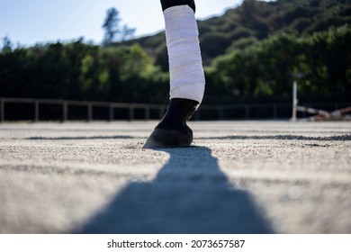 Close-up Of The Leg Of A Brown Horse With A White Bandage In A Dressage Ring With A Forest In The Background On A Sunny Day