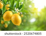 Close-up Lemon fruit with flower hanging on tree in lemon farm.