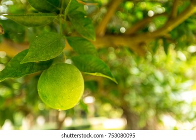closeup of lemon on a tree