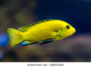closeup of a lemon yellow lab cichlid, a very popular fish in aquaculture, tropical freshwater fish from lake malawi in Africa