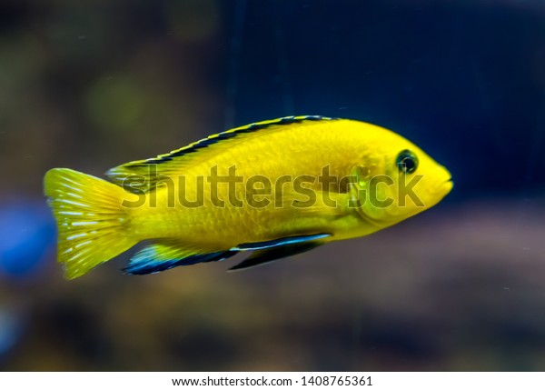 closeup of a lemon yellow lab cichlid, a very\
popular fish in aquaculture, tropical freshwater fish from lake\
malawi in Africa
