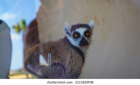 Close-up Of Lemur Face Through A Glass, Zoo