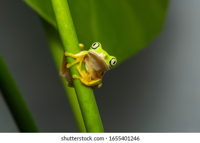 Closeup Of A Lemur Leaf Frog On A Plant