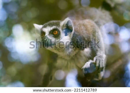 Similar – Image, Stock Photo Green wilderness behind glass