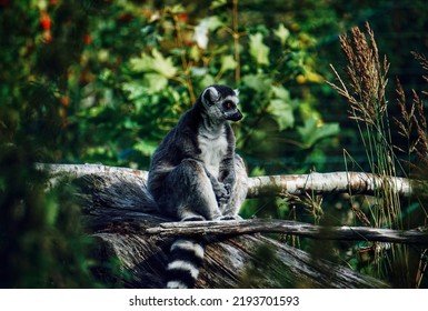 Close-up Of Lemur Sitting On Tree