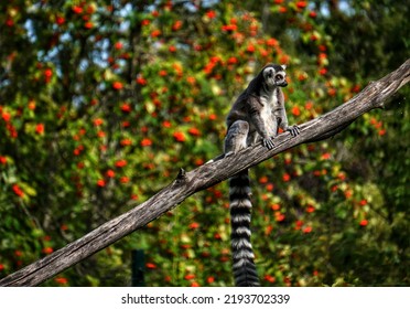 Close-up Of Lemur Sitting On Tree 