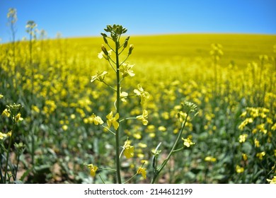 Closeup Of Lentil Field Plant