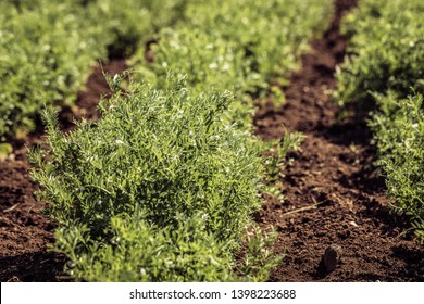 Close-up Of A Lentil Plant In A Field