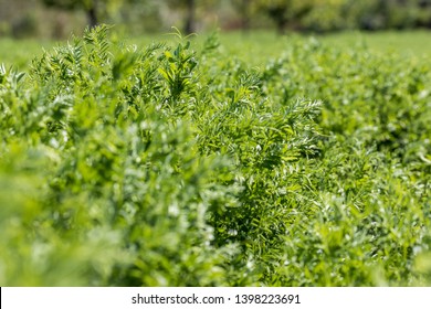 Close-up Of A Lentil Plant In A Field