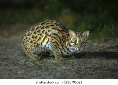 Closeup Leopard Cat In The Wild