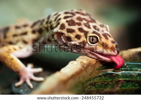 Close-up of a Leopard gecko (Eublepharis macularius) drinking water.