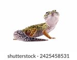 close-up of a leopard gecko lizard isolated on white, eublepharis macularius