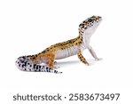 close-up of a leopard gecko lizard isolated on white, eublepharis macularius