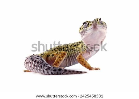 close-up of a leopard gecko lizard isolated on white, eublepharis macularius