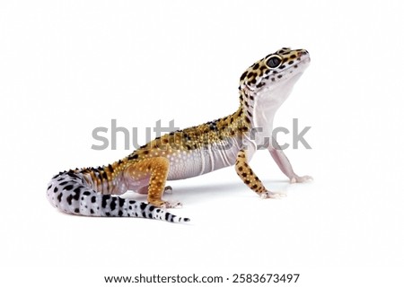 close-up of a leopard gecko lizard isolated on white, eublepharis macularius