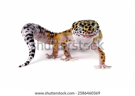 close-up of a leopard gecko lizard isolated on white, eublepharis macularius