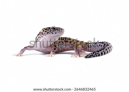 close-up of a leopard gecko lizard isolated on white, eublepharis macularius