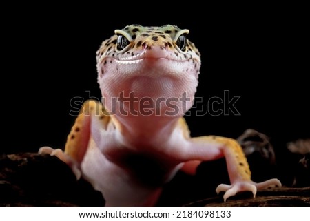 close-up of leopard gecko lizard on wood with black background, eublepharis macularius