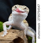 Closeup a leopard gecko with smiling expression and licking its lips. 