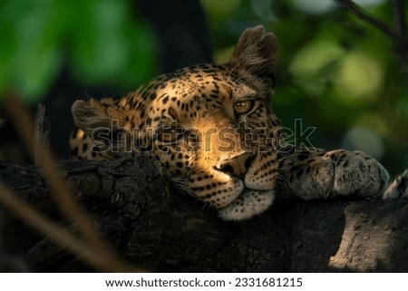Close-up of leopard lying head on branch
