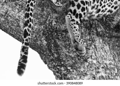 Close-up of a leopard paw in artistic conversion