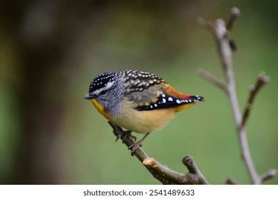 A closeup of a Leopard Rainbow Bird perched atop a tree branch, lush green foliage in the background - Powered by Shutterstock