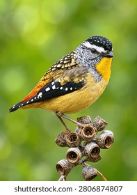 A closeup of a Leopard Rainbow Bird perched atop a tree branch, lush green foliage in the background