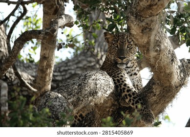 Close-up of a leopard resting high up in a tree fork, gazing intensely at the camera in the wild.
