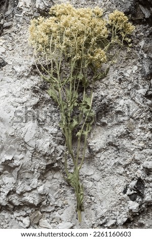 Close-up of Lepidium draba plant in dry, ash-covered state. Conceptual themes of plant survival, resilience, and adaptation in harsh environments.