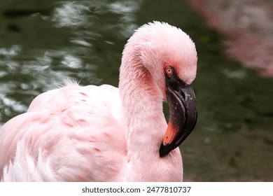 Closeup, Lesser Flamingo (Phoeniconaias minor), looking at camera. Water in background. 
 - Powered by Shutterstock