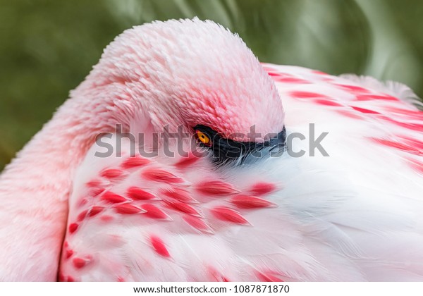 Closeup of Lesser Pink Flamingo Resting