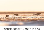 A closeup of lesser yellowlegs (Tringa flavipes) against blurred background