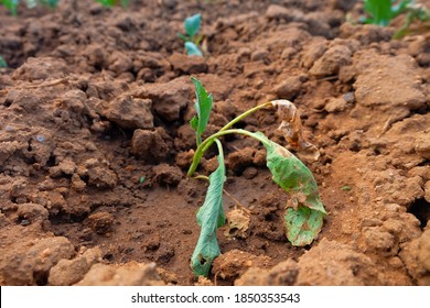 Closeup Lettuce Wilting Vegetable Plant  