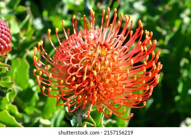 A Closeup Of A Leucospermum Flower