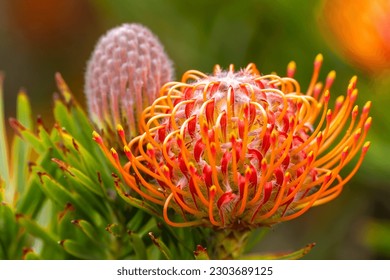 Acercamiento la flor Leucospermum