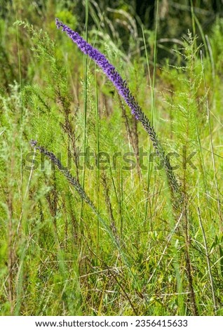 Close-up of Liatris spicata, dense blazing star, a tall wildflower with showy purple flower spikes that resemble a bottlebrush. It is native to eastern North America in moist meadows and prairies. 