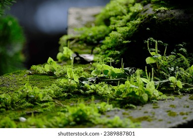 Close-up of lichen and small plants on the cement floor. - Powered by Shutterstock