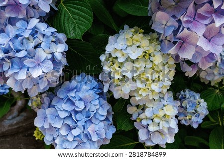 Close-up of Light blue hydrangea flowers blooming in early summer at Shimoda Park.