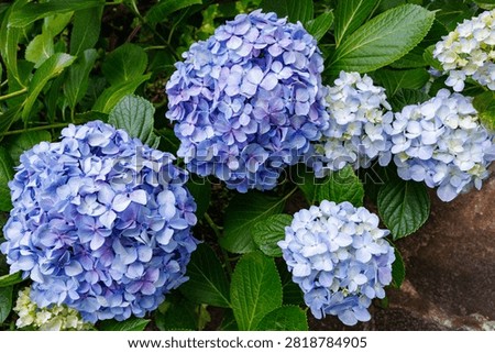 Close-up of Light blue hydrangea flowers blooming in early summer at Shimoda Park.